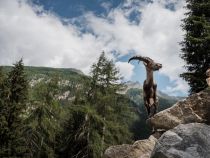 Fast wie in der Freiheit - ... denn in ihren natürlichen Lebensraum dringen nur wenige vor (und das ist gut so). • © Thomas Schrott, himmel